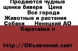 Продаются чудные щенки бивера › Цена ­ 25 000 - Все города Животные и растения » Собаки   . Ненецкий АО,Каратайка п.